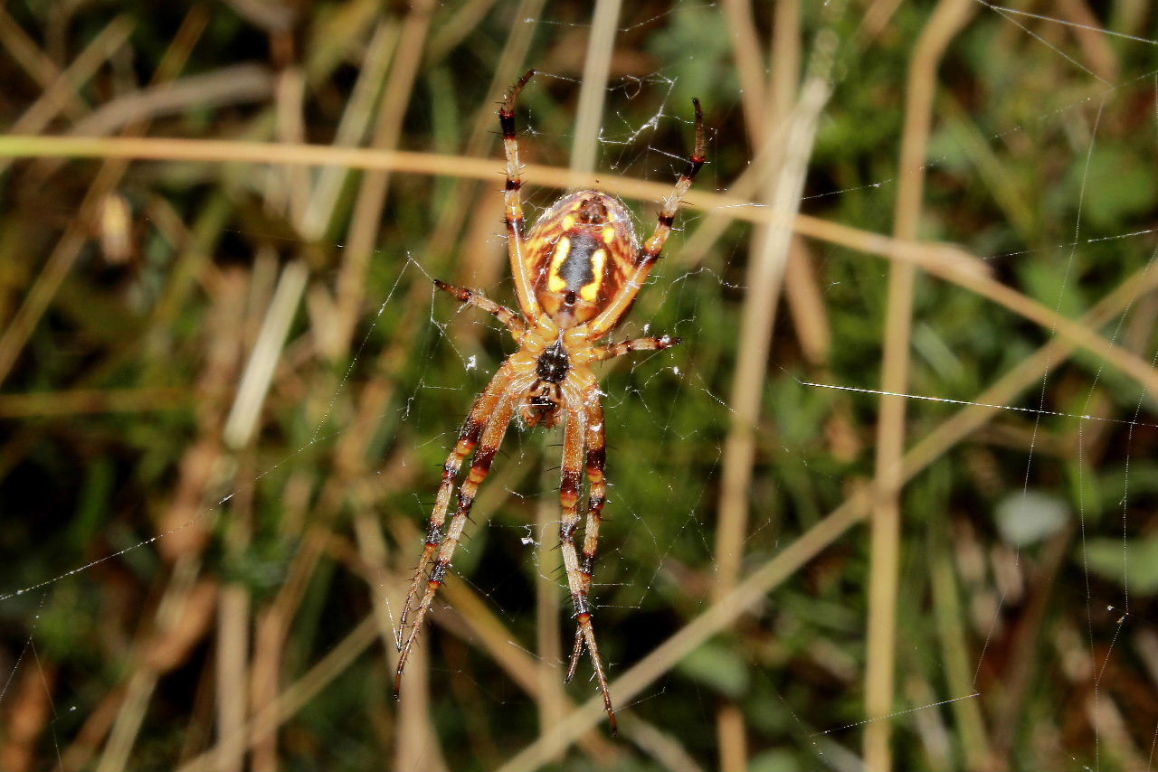 Neoscona byzanthina - Genova